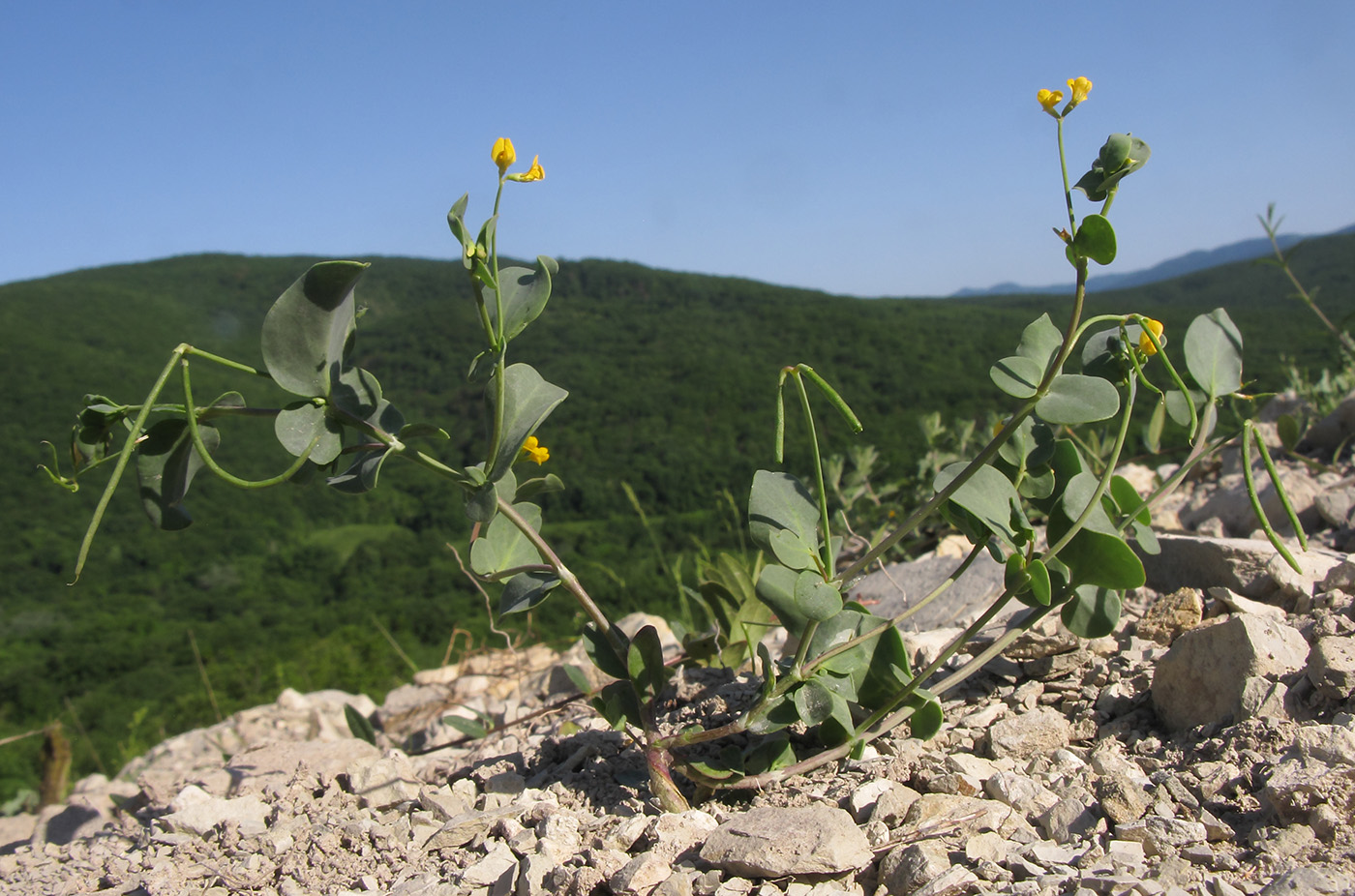 Изображение особи Coronilla scorpioides.