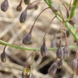 Asparagus oligoclonos
