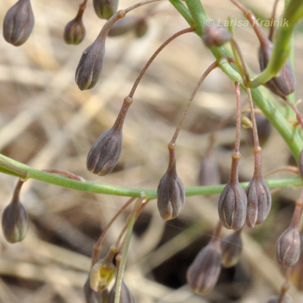 Image of Asparagus oligoclonos specimen.
