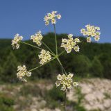 Bunium microcarpum