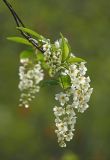 Padus avium subspecies pubescens. Соцветия. Амурская обл., среднее течение р. Деп. 27.05.2012.