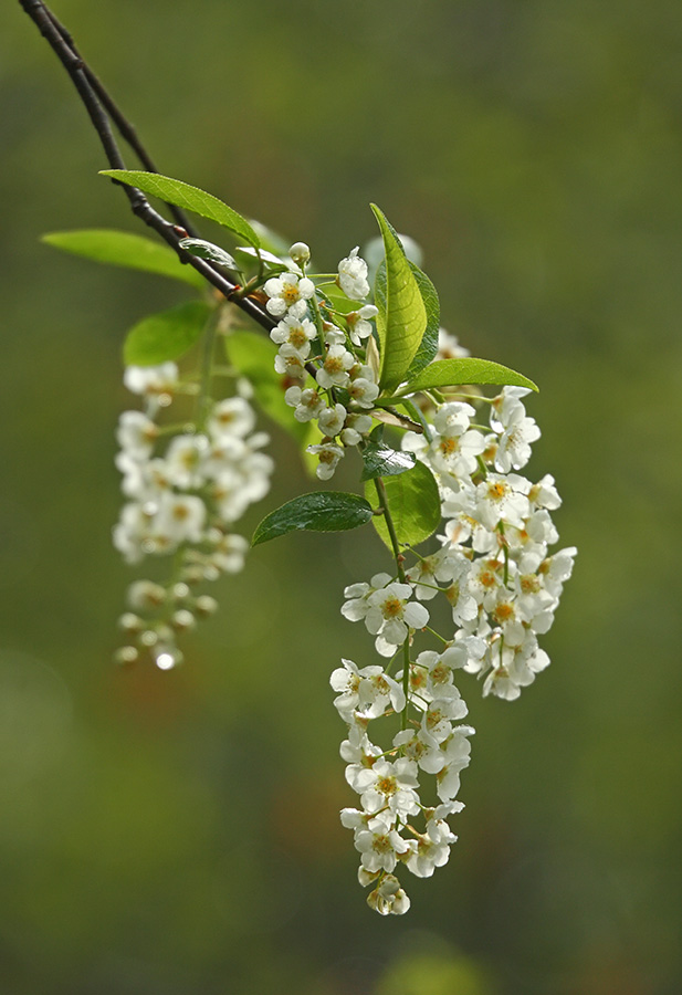 Изображение особи Padus avium ssp. pubescens.