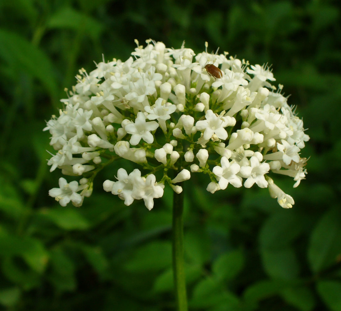 Image of Valeriana alliariifolia specimen.