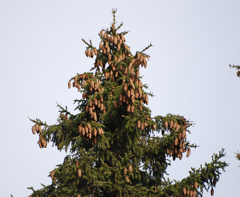 Image of Picea abies specimen.