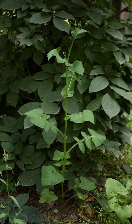 Image of Sonchus oleraceus specimen.