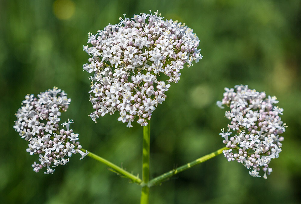 Image of genus Valeriana specimen.