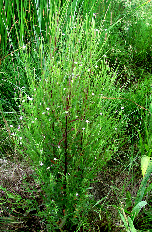 Изображение особи Epilobium tetragonum.