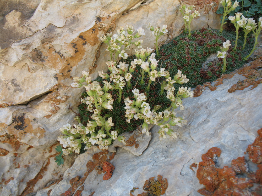 Изображение особи Saxifraga alberti.