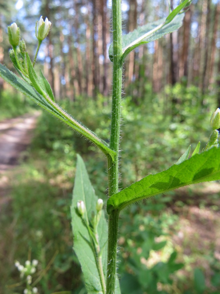 Изображение особи Arabis pendula.