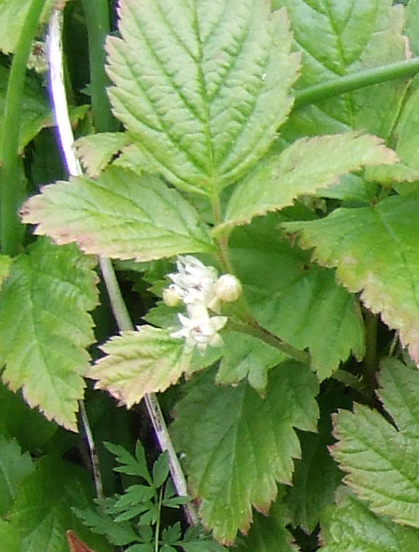 Image of Rubus saxatilis specimen.