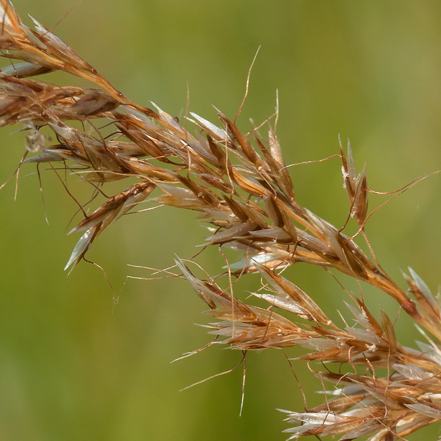 Image of Trisetum flavescens specimen.