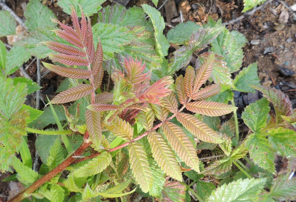 Image of Sorbaria sorbifolia specimen.