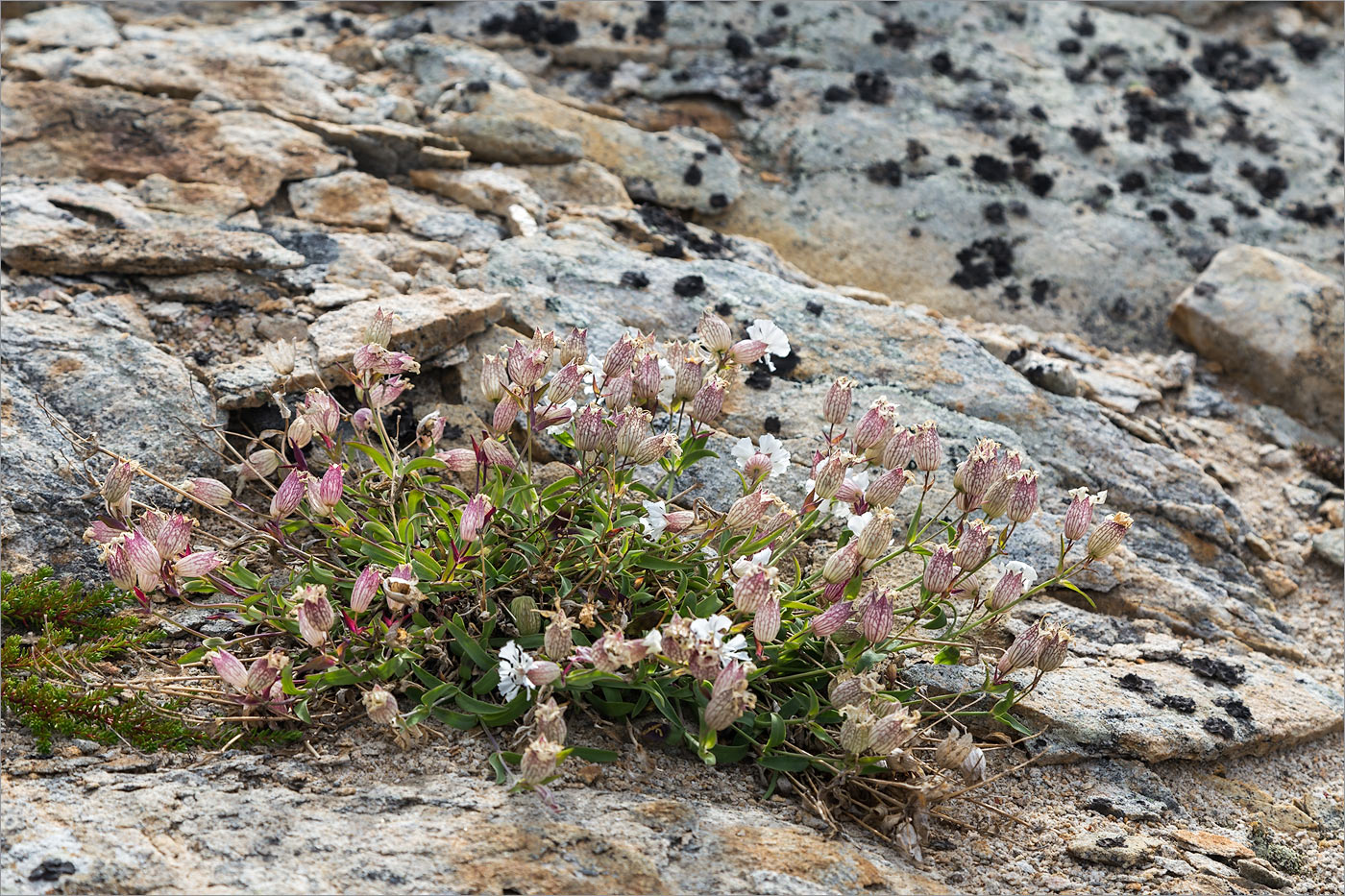 Image of Oberna uniflora specimen.