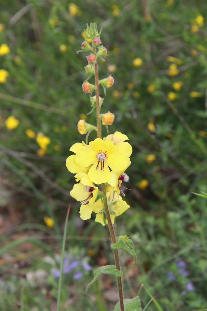 Изображение особи Verbascum spectabile.