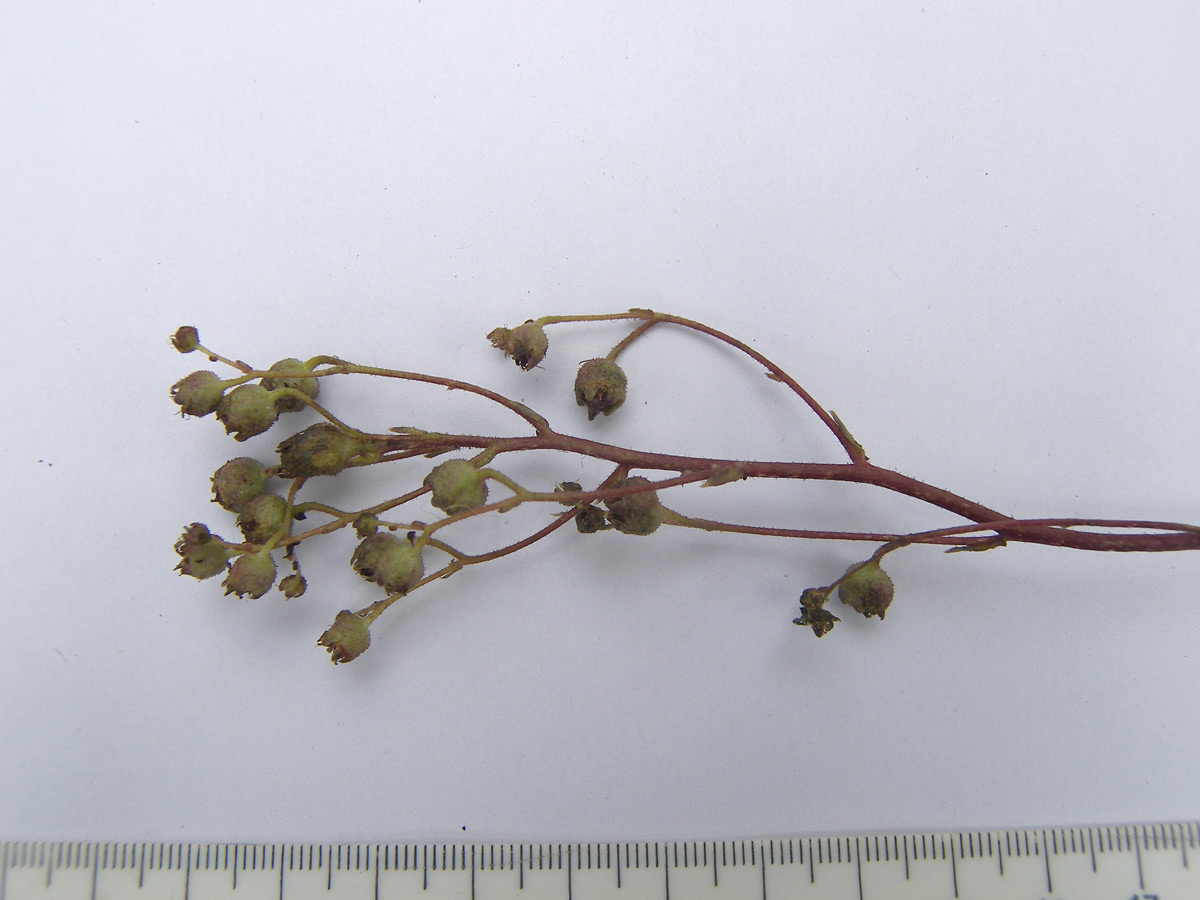 Image of Saxifraga kolenatiana specimen.