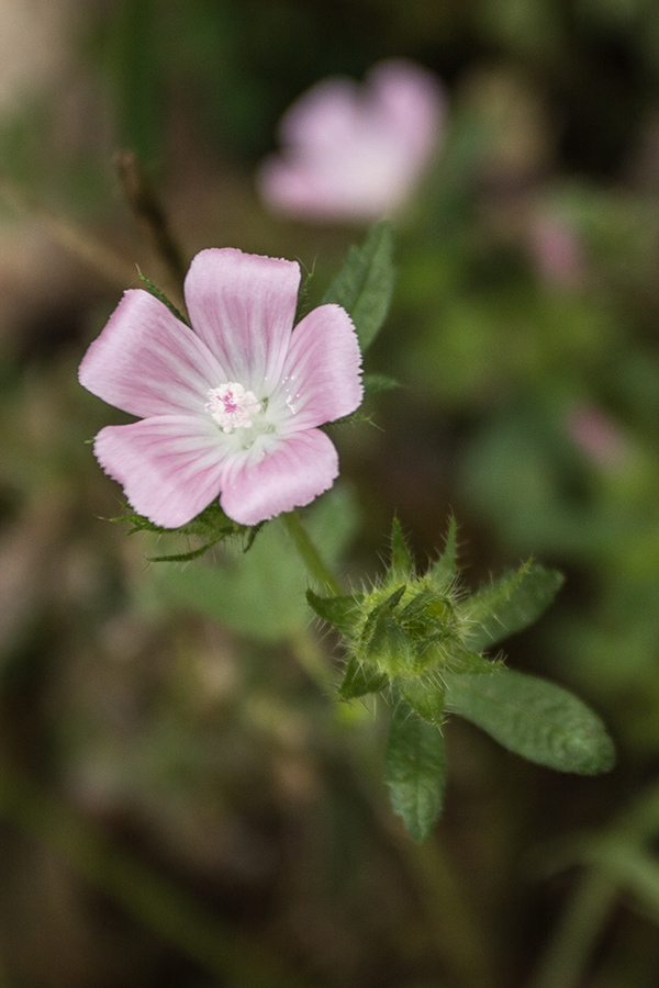 Image of Malva setigera specimen.