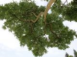 Sassafras albidum. Крона скелетной ветви. Германия, г. Дюссельдорф, Ботанический сад университета. 05.09.2014.