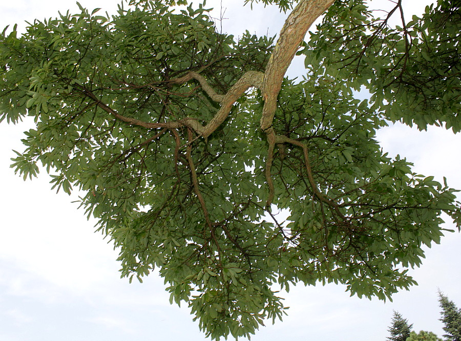 Image of Sassafras albidum specimen.