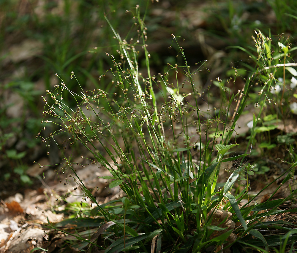 Image of Luzula pilosa specimen.