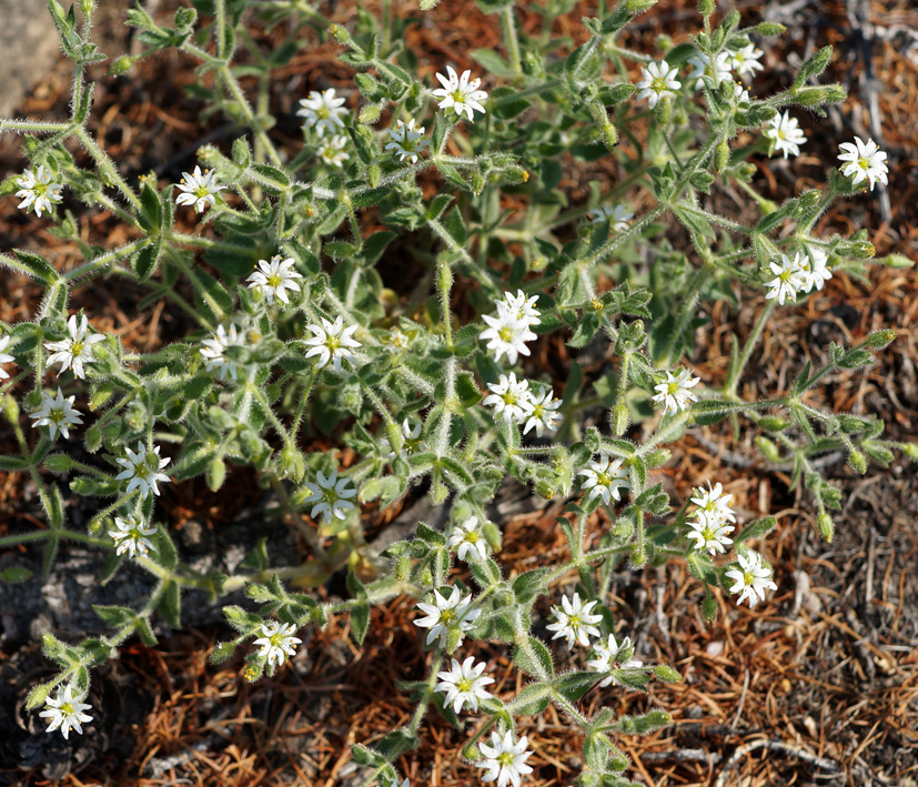 Изображение особи Stellaria dichotoma.