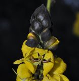 Image of taxon representative. Author is Роланд Цандекидис