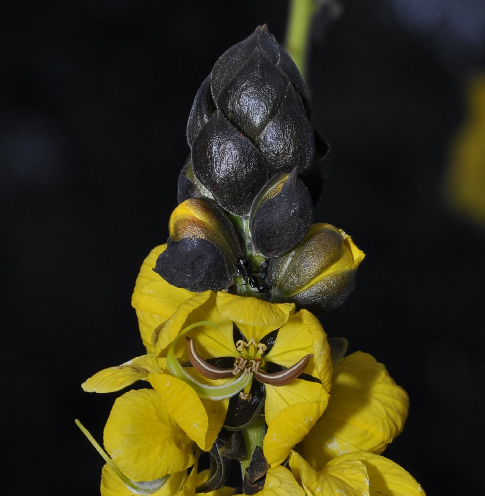 Image of Senna didymobotrya specimen.