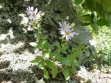 Aster ibericus. Цветущее растение. Крым, Ялта, ущелье Уч-Кош. 05.08.2009.