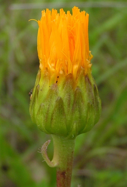 Image of Trommsdorffia ciliata specimen.
