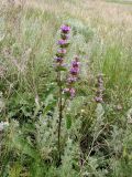 Phlomoides tuberosa