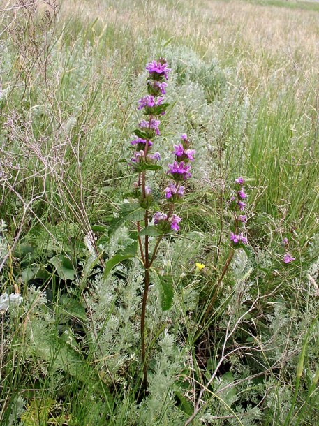 Image of Phlomoides tuberosa specimen.