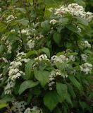 Deutzia parviflora