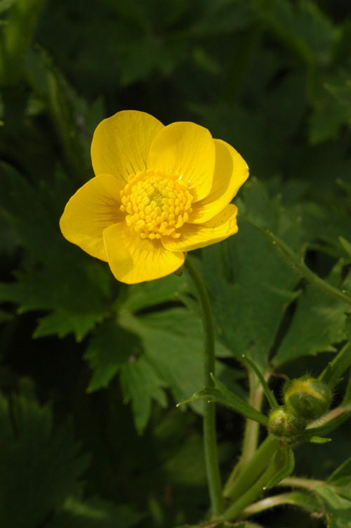 Изображение особи Ranunculus grandifolius.