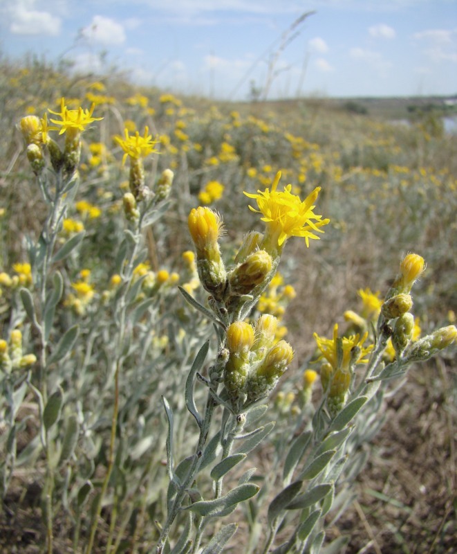 Image of Galatella villosa specimen.