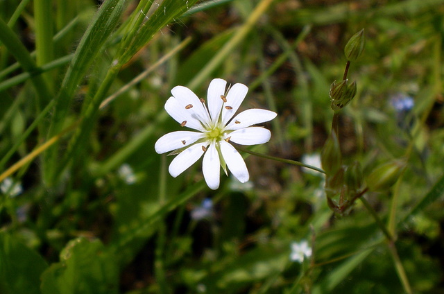 Image of Stellaria graminea specimen.