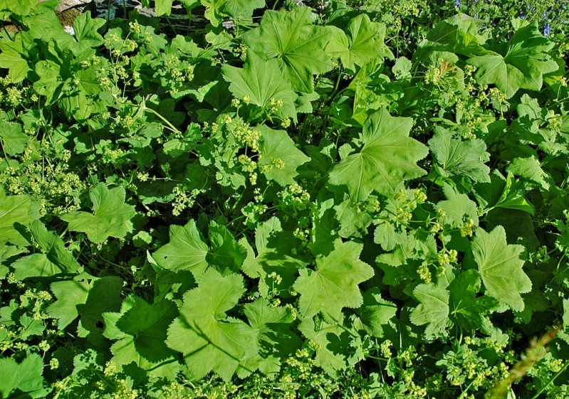 Image of Alchemilla glabra specimen.