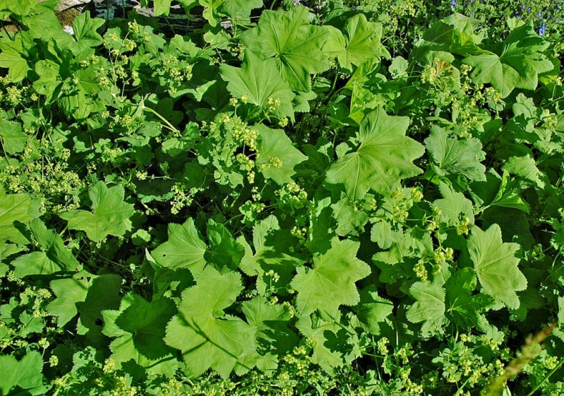 Изображение особи Alchemilla glabra.