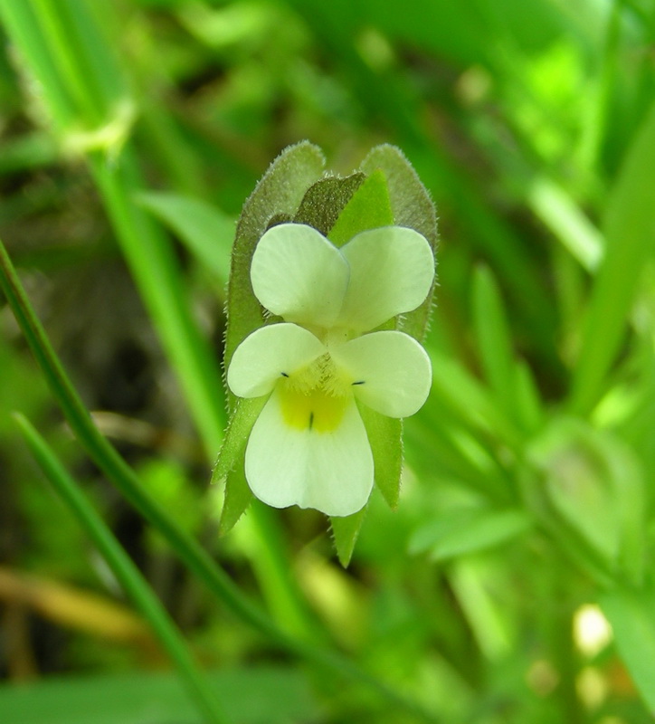Изображение особи Viola occulta.
