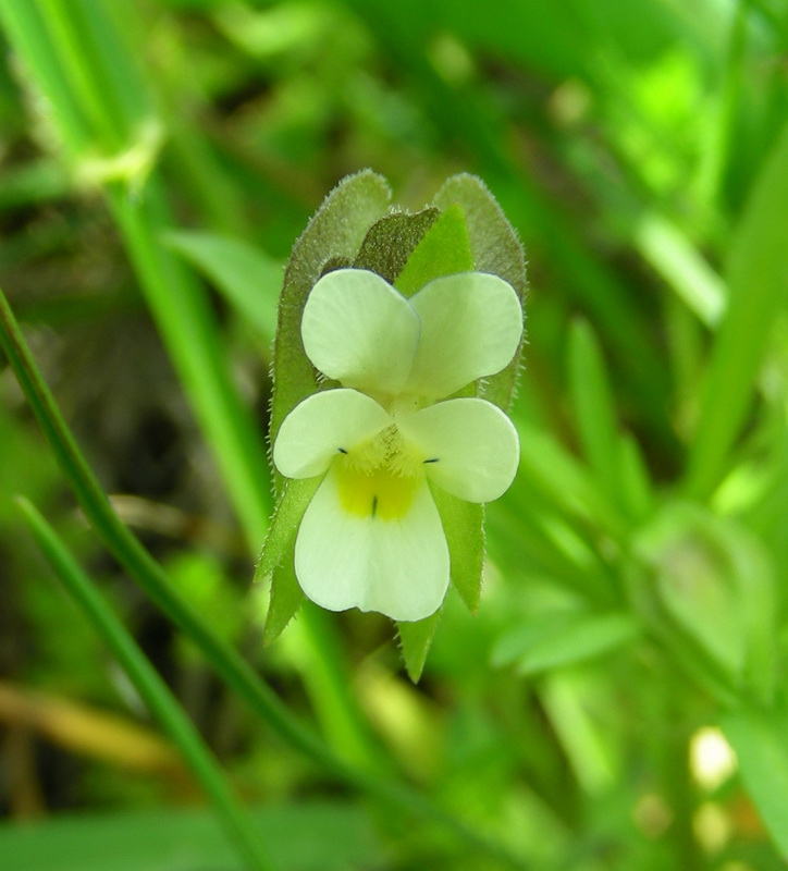 Изображение особи Viola occulta.