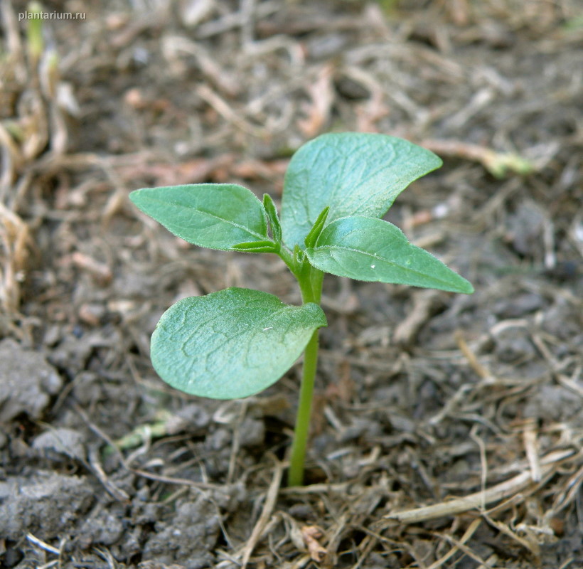 Image of Ailanthus altissima specimen.