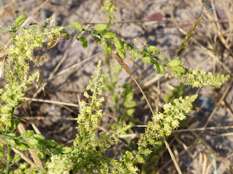 Image of Reseda lutea specimen.