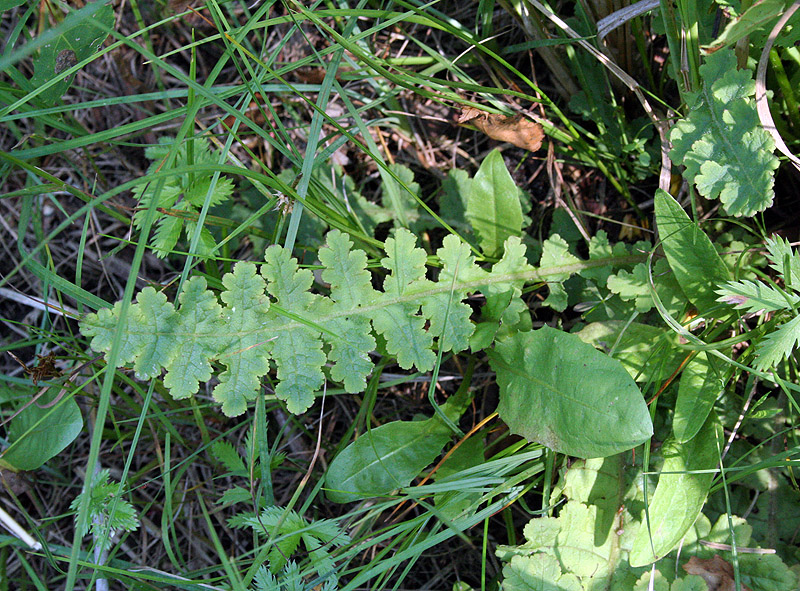 Изображение особи Pedicularis sceptrum-carolinum.