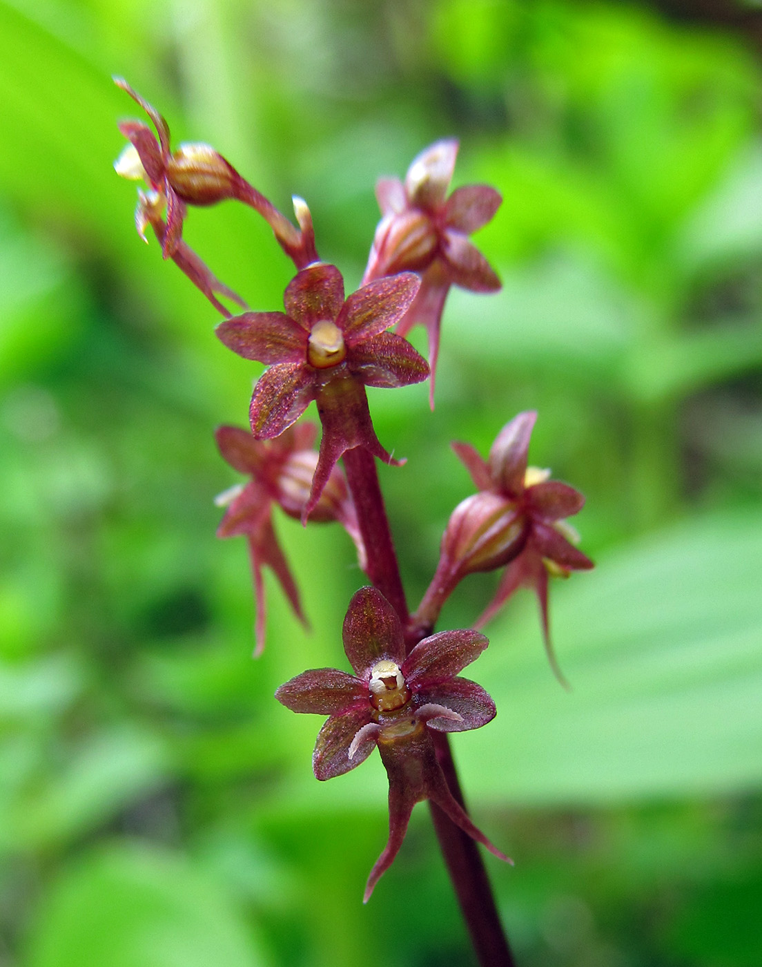 Изображение особи Listera cordata.