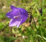 Campanula rotundifolia. Цветок. Иркутская обл., пос. Листвянка, берег оз. Байкал. 04.08.2014.