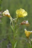 Oenothera biennis. Верхушка побега с цветками и завязью. Псковская обл., Опочецкий р-н, 393 км шоссе М20, старая залежь. 14.07.2015.