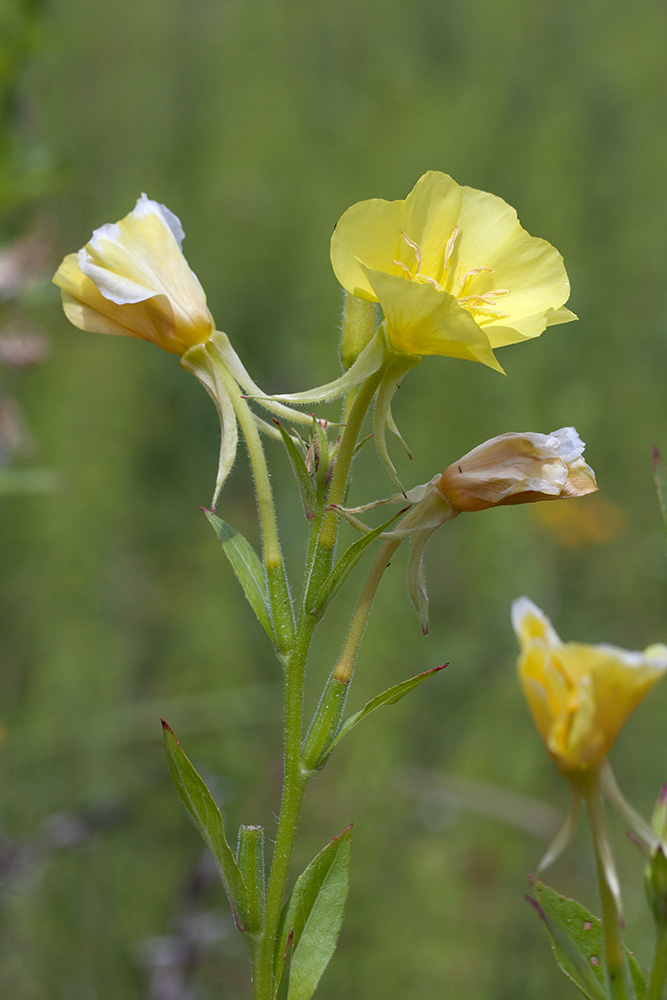 Изображение особи Oenothera biennis.