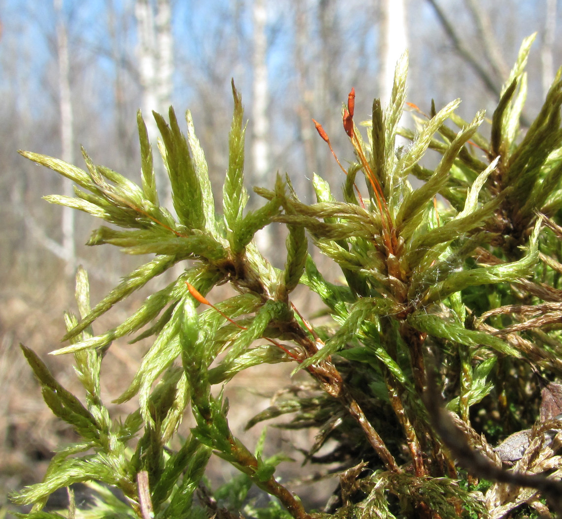 Изображение особи Climacium dendroides.