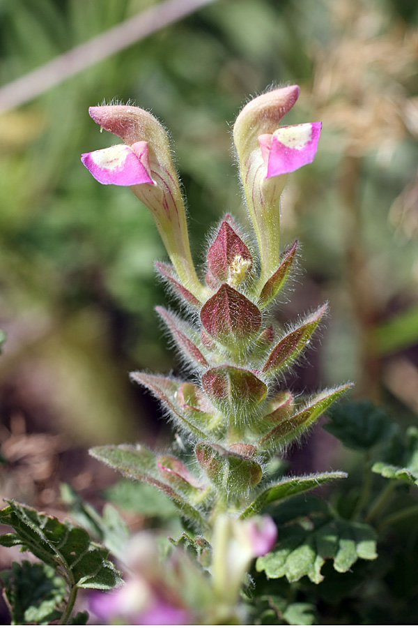 Изображение особи Scutellaria adsurgens.