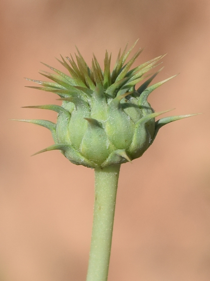 Изображение особи Cousinia pseudoaffinis.