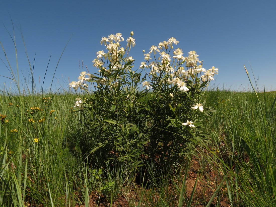 Image of Clematis hexapetala specimen.