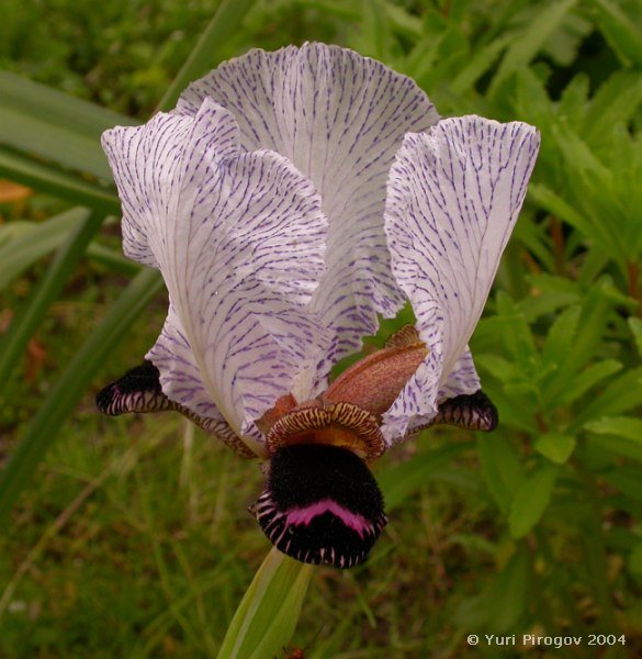 Image of Iris medwedewii specimen.
